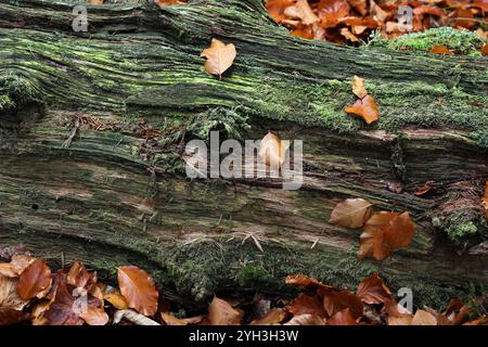 Tronc d'arbre pourri couvert de mousse, de lichen et de feuilles de plage, Teesdale, comté de Durham, Royaume-Uni Banque D'Images