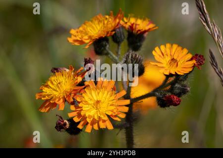 L'aubaine orange, également connue sous le nom de Hieracium aurantiacum ou Pilosella aurantiaca, est une plante qui fleurit de fin mai ou début juin à septembre. PH Banque D'Images