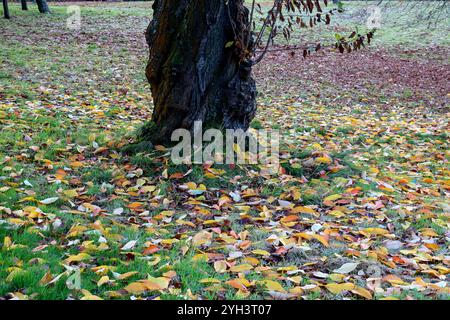 Feuilles d'automne tombées et base de tronc d'arbre noueux dans un endroit rural Banque D'Images