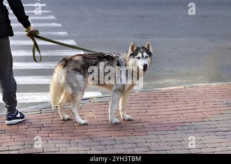 Un Husky sibérien animé se dresse à un passage de la ville, son épais manteau scintille au soleil. Le propriétaire tient doucement la laisse. Banque D'Images