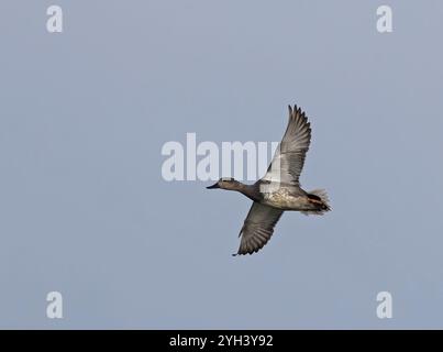 Gadwall, Mareca strepera en vol Banque D'Images