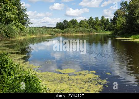 Une rivière calme avec un reflet du ciel, entourée d'une végétation dense, sous un ciel bleu clair avec des nuages Banque D'Images