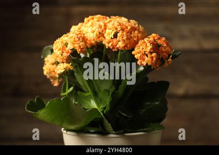 Belle fleur de kalanchoe orange en pot sur fond flou, gros plan Banque D'Images