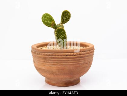 Lapin Ear Cactus avec épines jaunes ou Yellow Polka Dot Cactus dans un grand pot sur fond blanc isolé Banque D'Images