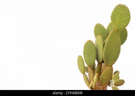 Oreilles de lapin orange cactus isolé sur fond blanc avec espace texte Banque D'Images