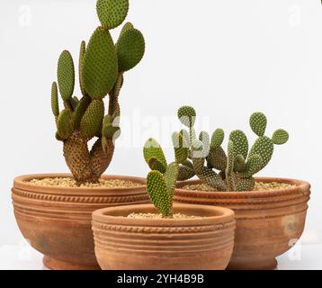 Arrangement de différentes variétés de Cactus de lapin Ears Cactus couleur blanc, jaune et orange dans un pot en terre cuite sur fond isolé blanc Banque D'Images