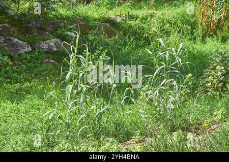 Verdure ensoleillée avec une variété de plantes et de hautes herbes dans un cadre naturel, capturant la beauté et la diversité de la nature intacte dans un vif Banque D'Images