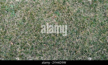 pelouse verte avec des lames d'herbe sèche vue de dessus plein cadre, fragment de pelouse d'automne ou de printemps avec de l'herbe partiellement séchée, état de pelouse avec arrosage Banque D'Images