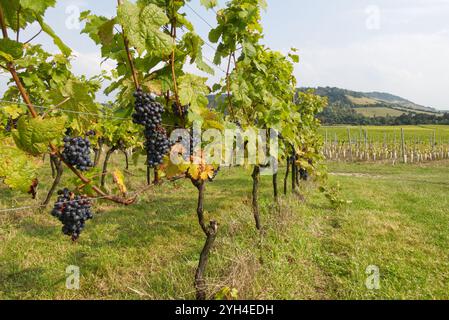 Gros plan de grappes de raisins de vin noirs poussant sur les vignes dans le vignoble du Surrey, en Angleterre Banque D'Images