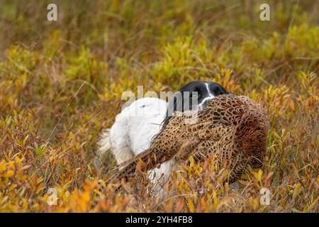 Un chien récupère et porte un tétras qui a été abattu lors d'un tir mené sur un domaine écossais Highland. Banque D'Images