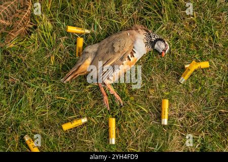 Une perdrix qui a été tirée lors d'un tournage sur un domaine écossais Highland, entourée de cartouches de fusil vides / usagées. Banque D'Images