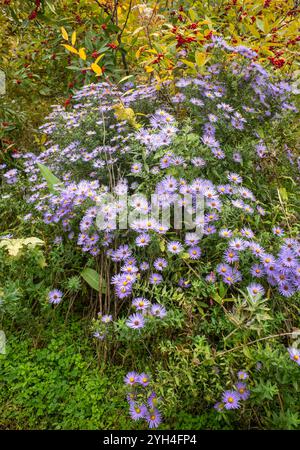 Un Aster aromatique violet vif fleurit gracieusement, tandis que derrière elle se trouve le houx rouge Winterberry femelle, Ilex verticillata, dans un affichage frappant de Banque D'Images