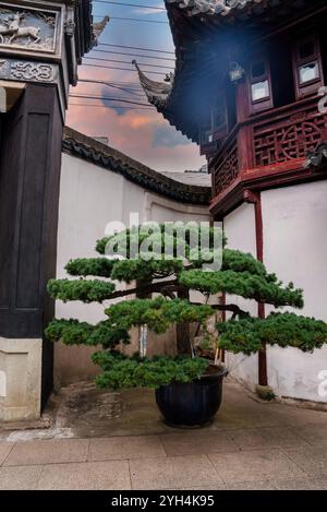 Architecture chinoise traditionnelle avec Bonsaï Tree à Shanghai Banque D'Images