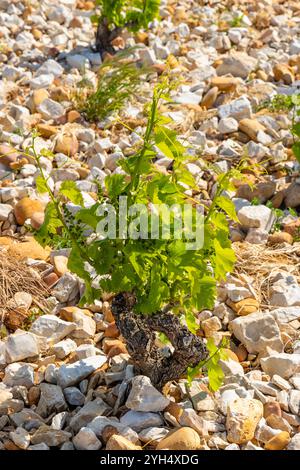 Vignoble typique avec des pierres près de Châteauneuf-du-Pape, Côtes du Rhône, France Banque D'Images