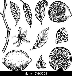 Serti avec des citrons, entiers, coupés, en moitiés et en morceaux, ainsi que des feuilles de citron et des fleurs. Illustration graphique vectorielle des agrumes. han noir et blanc Illustration de Vecteur