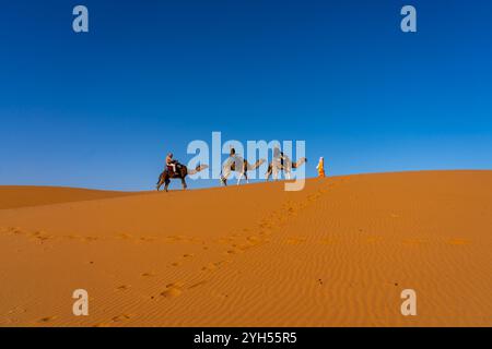 Touristes expérimentant l'équitation de chameau dans le désert du Sahara au Maroc, Afrique. Banque D'Images