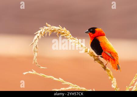 L'évêque rouge du Nord Euplectes franciscanus, également connu sous le nom d'évêque orange ou évêque rouge, perché sur une tige d'herbe dans un habitat naturel, Enugu, Nigeria Banque D'Images