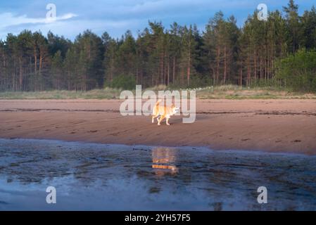 Chien shiba inu rouge court sur la plage de la mer Baltique Banque D'Images