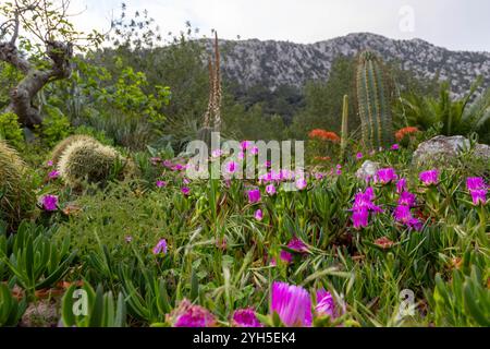 jardin vert avec plantes à fleurs et captus Banque D'Images