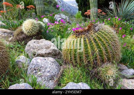 jardin vert avec plantes à fleurs et captus Banque D'Images