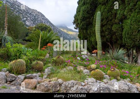 jardin vert avec plantes à fleurs et captus Banque D'Images