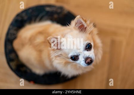 Un chihuahua (Canis lupus familiaris) est capturé d'en haut alors qu'il regarde vers le haut. Le petit chien est positionné au centre de l'image, en surbrillance Banque D'Images