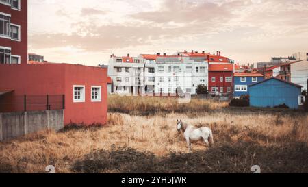 Un cheval blanc se dresse dans un champ urbain sec et herbeux entouré de bâtiments résidentiels colorés dans des tons rouges, bleus et neutres, dans un cadre tranquille Banque D'Images