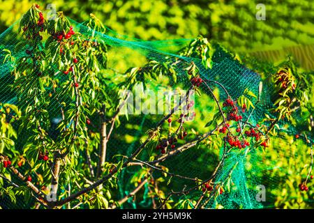 Branches de cerisier avec cerises rouges mûres recouvertes d'un filet vert protecteur contre les dommages causés par les oiseaux. Banque D'Images