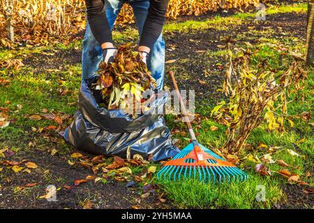 Homme plaçant les feuilles d'automne dans un sac en plastique noir avec un râteau couché sur le sol à proximité. Suède. Banque D'Images