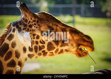 Une girafe mange de l'herbe dans un champ. La girafe a un long cou et une longue langue Banque D'Images