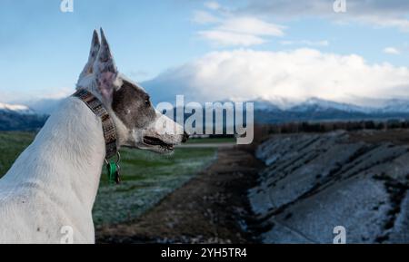 Chien lévrier regardant au loin la tête blanche de près Banque D'Images