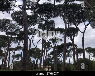 Pékin, Italie. 22 avril 2024. Cette photo prise avec un téléphone portable montre quelques pins en pierre à la Villa Borghese à Rome, Italie, le 22 avril 2024. Crédit : Li Jing/Xinhua/Alamy Live News Banque D'Images