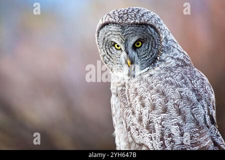 Un grand hibou gris est perché sur un poteau de clôture dans la lumière dorée à Jackson Hole, Wyoming. Banque D'Images