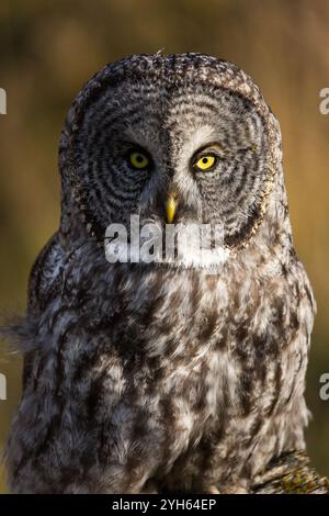 Un grand hibou gris est perché sur un poteau de clôture dans la lumière dorée à Jackson Hole, Wyoming. Banque D'Images