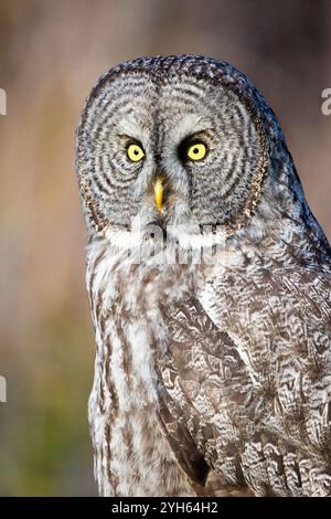 Un grand hibou gris est perché sur un poteau de clôture dans la lumière dorée à Jackson Hole, Wyoming. Banque D'Images