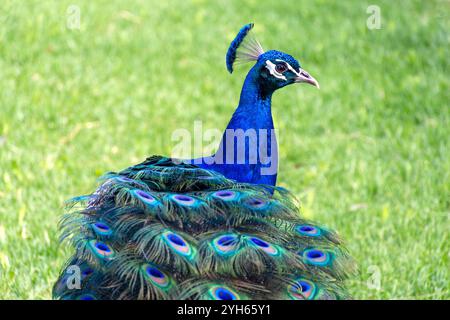 Le paon indien (Pavo cristatus) au Maggie Beer's Farm Shop, Pheasant Farm Road, Nuriootpa, Barossa Valley, Australie méridionale, Australie Banque D'Images