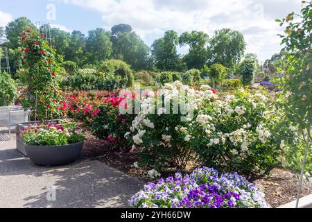 International Rose Garden et National Rose Trial Garden, jardin botanique d'Adélaïde, North Terrace, Adélaïde, Australie méridionale, Australie Banque D'Images