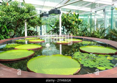 Nénuphar de la Reine Victoria (Victoria amazonica) dans le pavillon des nénuphars amazonica, jardin botanique d'Adélaïde, terrasse nord, Adélaïde, Australie méridionale, Banque D'Images