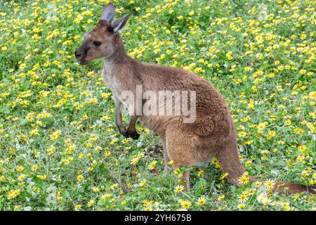 Kangaroo Island Grey Kangaroo at Kangala Kangaroo and Wildlife Rescue, Hog Bay Road, Kangaroo Island (Karta Pintingga), Australie du Sud, Australie Banque D'Images