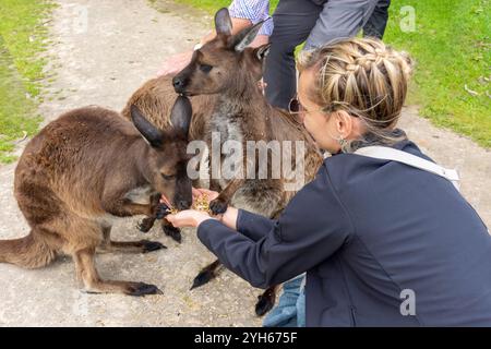 Femme nourrissant le kangourou gris à Kangala Kangaroo and Wildlife Rescue, Hog Bay Road, Kangaroo Island (Karta Pintingga), Australie du Sud, Australie Banque D'Images