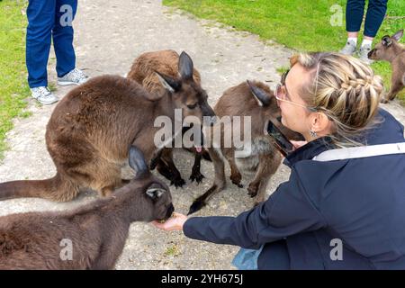 Femme nourrissant le kangourou gris à Kangala Kangaroo and Wildlife Rescue, Hog Bay Road, Kangaroo Island (Karta Pintingga), Australie du Sud, Australie Banque D'Images