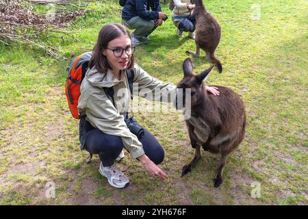 Femme nourrissant le kangourou gris à Kangala Kangaroo and Wildlife Rescue, Hog Bay Road, Kangaroo Island (Karta Pintingga), Australie du Sud, Australie Banque D'Images