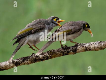 Mineur bruyant juvénile mendiant pour la nourriture (Manorina melanocephala), près de Thargomindah, Queensland, Queensland, Queensland, Australie Banque D'Images