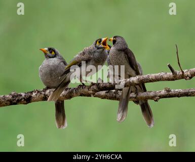 Mineur bruyant juvénile nourri (Manorina melanocephala), près de Thargomindah, Queensland, Queensland, Queensland, Australie Banque D'Images