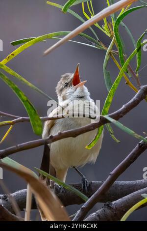 Paruline de roseaux australienne (Acrocephalus australis) chantant à l'aube, Bowenville, Queensland, Queensland, Queensland, Australie Banque D'Images