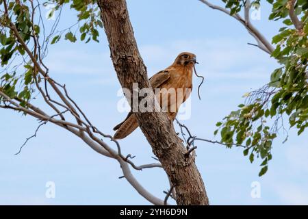 Faucon brun (Falco berigora) avec bébé serpent au bec, Queensland, Queensland, Queensland, Queensland, Australie Banque D'Images