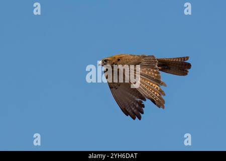 Falcon brun (Falco berigora) en vol, Queensland, Queensland, Queensland, Australie Banque D'Images