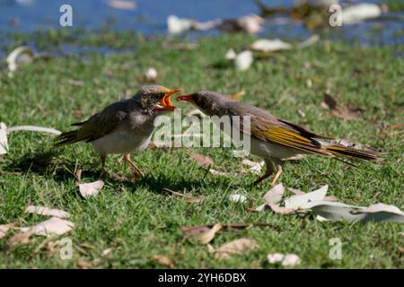 Un jeune mineur bruyant (Manorina melanocephala) nourri par son parent, Queensland, Queensland, Queensland, Queensland, Australie Banque D'Images