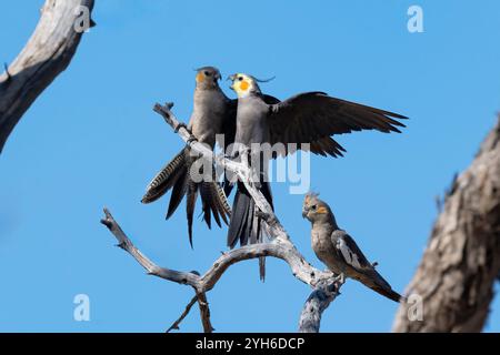 Cacatiels (Nymphicus hollandicus) perchés sur un arbre mort, parc national des lacs Malkumba-Coongie, Australie méridionale, Australie Banque D'Images