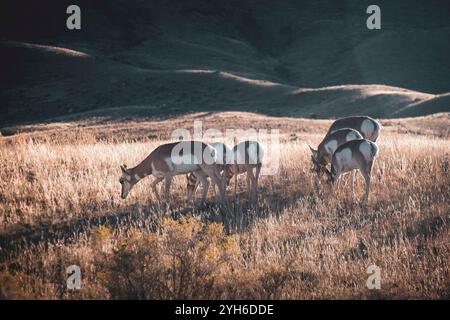 Pronghorn antilope pâturant dans un vieux cimetière de pionniers dans le parc national de Yellowstone, Montana Banque D'Images